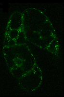 confocal image