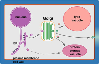 The secretory system